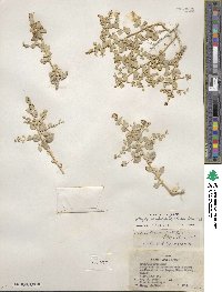 Atriplex confertifolia image