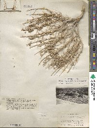 Atriplex confertifolia image