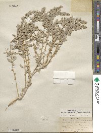 Atriplex confertifolia image