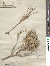 Atriplex confertifolia image