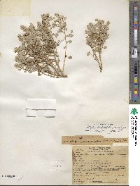 Atriplex confertifolia image