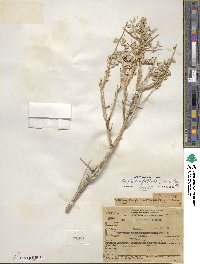 Atriplex confertifolia image