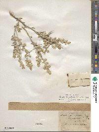 Atriplex confertifolia image