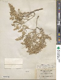 Atriplex confertifolia image