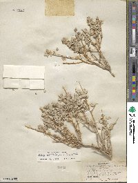 Atriplex confertifolia image