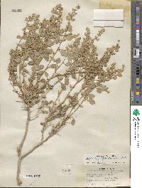 Atriplex confertifolia image