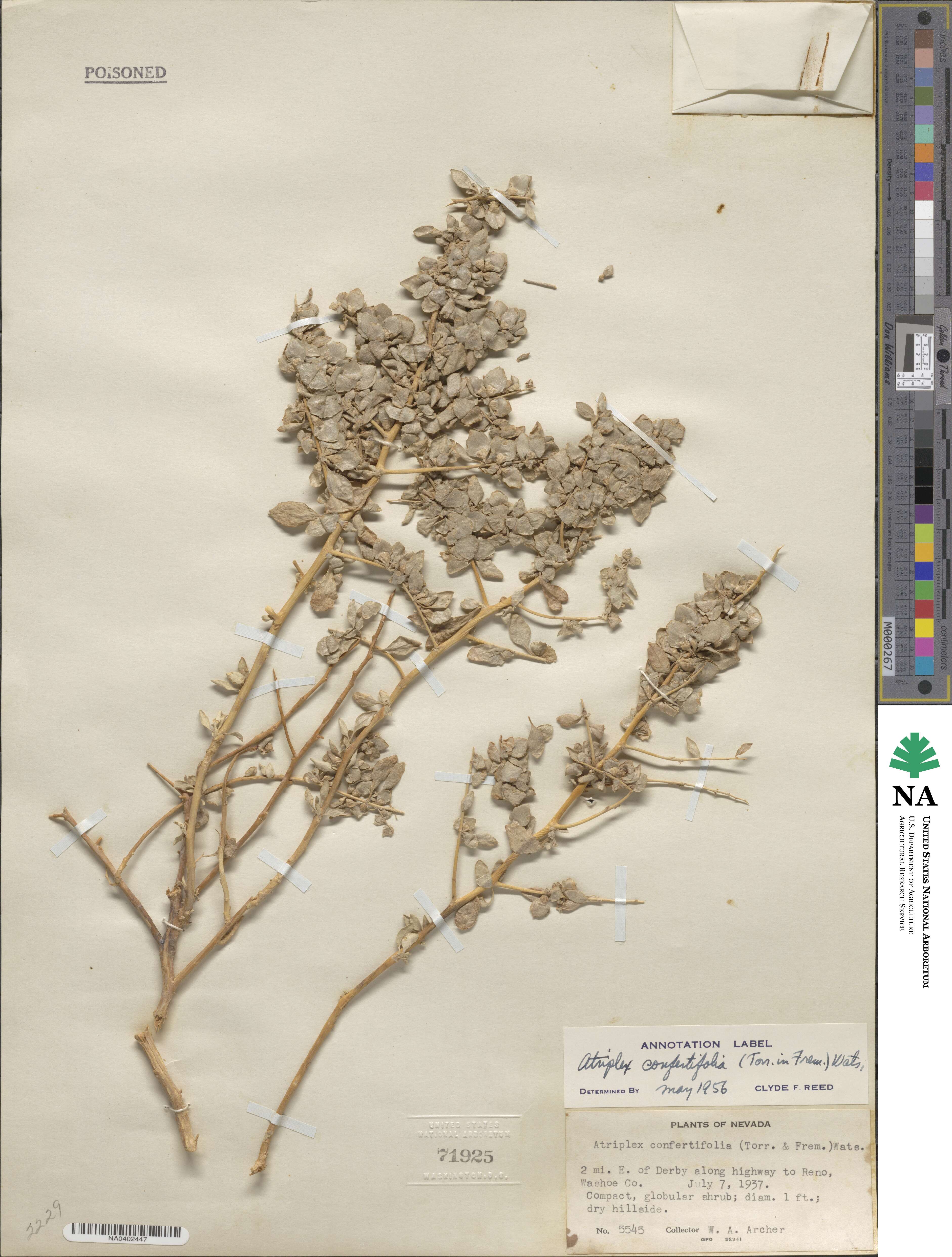 Atriplex confertifolia image