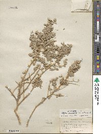 Atriplex confertifolia image