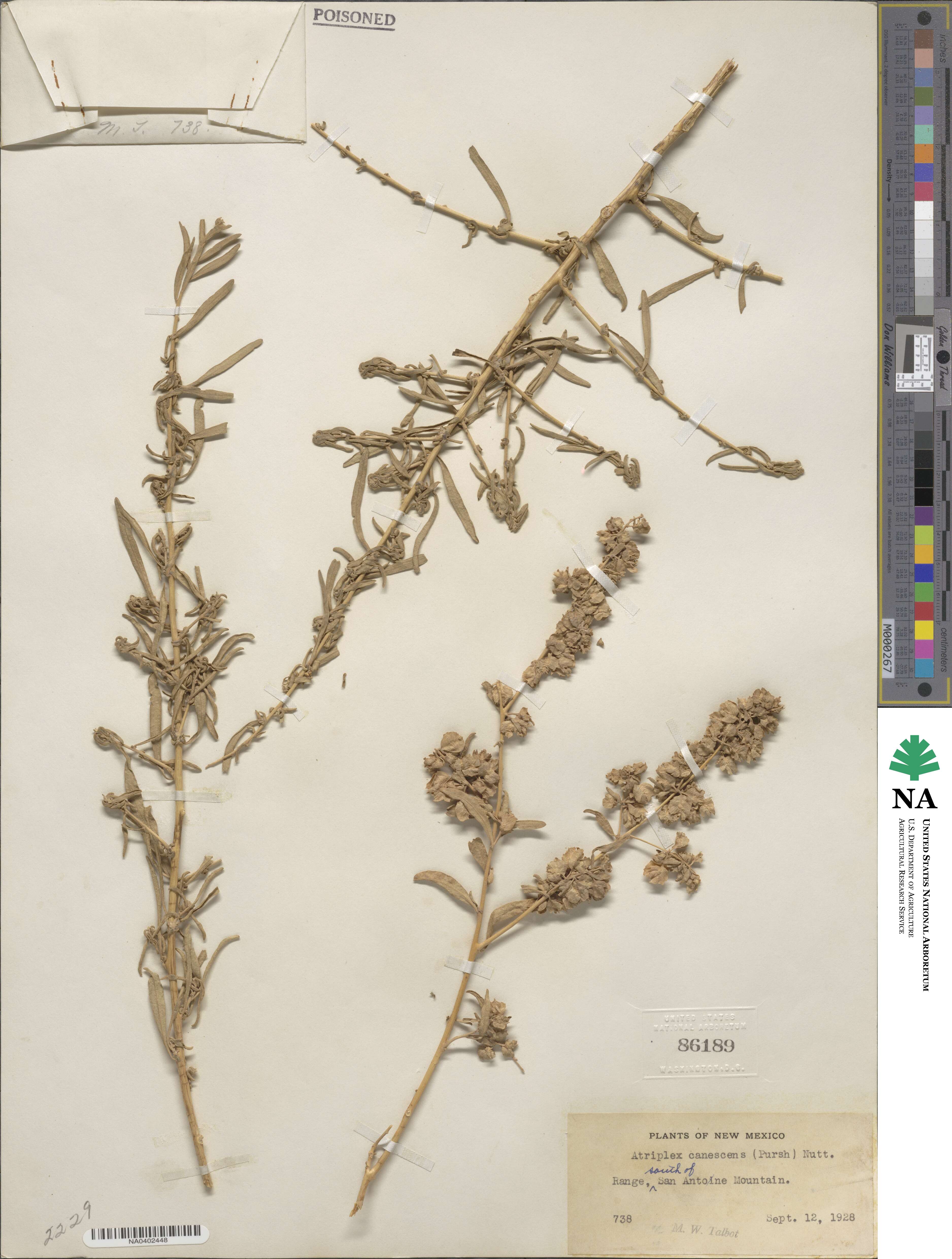 Atriplex canescens image