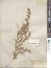 Atriplex canescens image