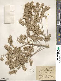 Atriplex canescens image