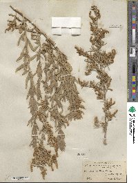 Atriplex canescens image