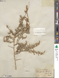 Atriplex canescens image