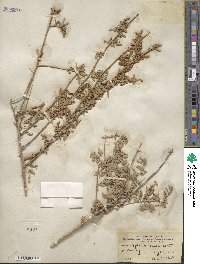 Atriplex canescens image