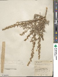 Atriplex canescens image