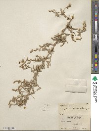 Atriplex canescens image