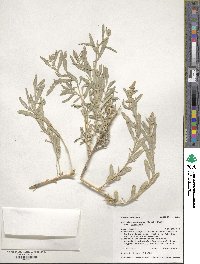 Atriplex canescens image