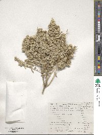 Atriplex canescens image