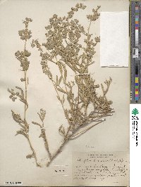 Atriplex canescens image