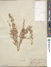 Atriplex canescens image