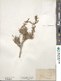 Atriplex canescens image