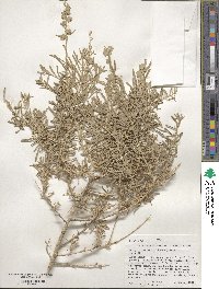 Atriplex canescens image