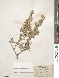 Atriplex canescens image