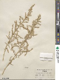 Atriplex canescens image