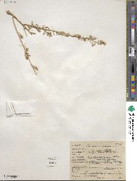 Atriplex canescens image