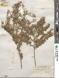 Atriplex canescens image