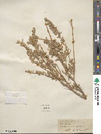 Atriplex canescens image