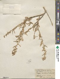 Atriplex canescens image