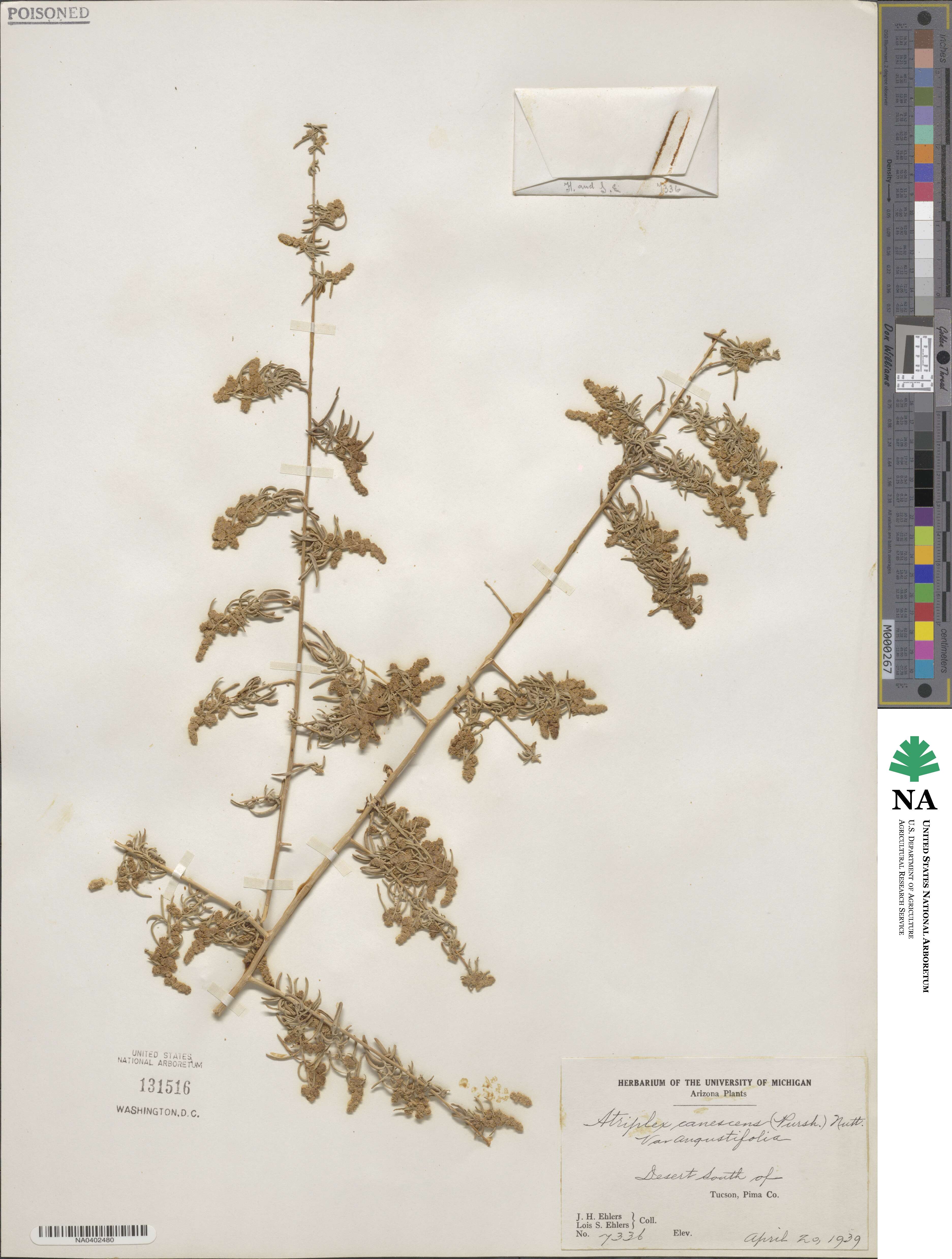 Atriplex canescens var. angustifolia image