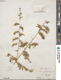 Atriplex canescens image