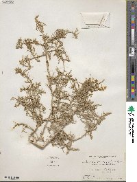 Atriplex canescens var. angustifolia image