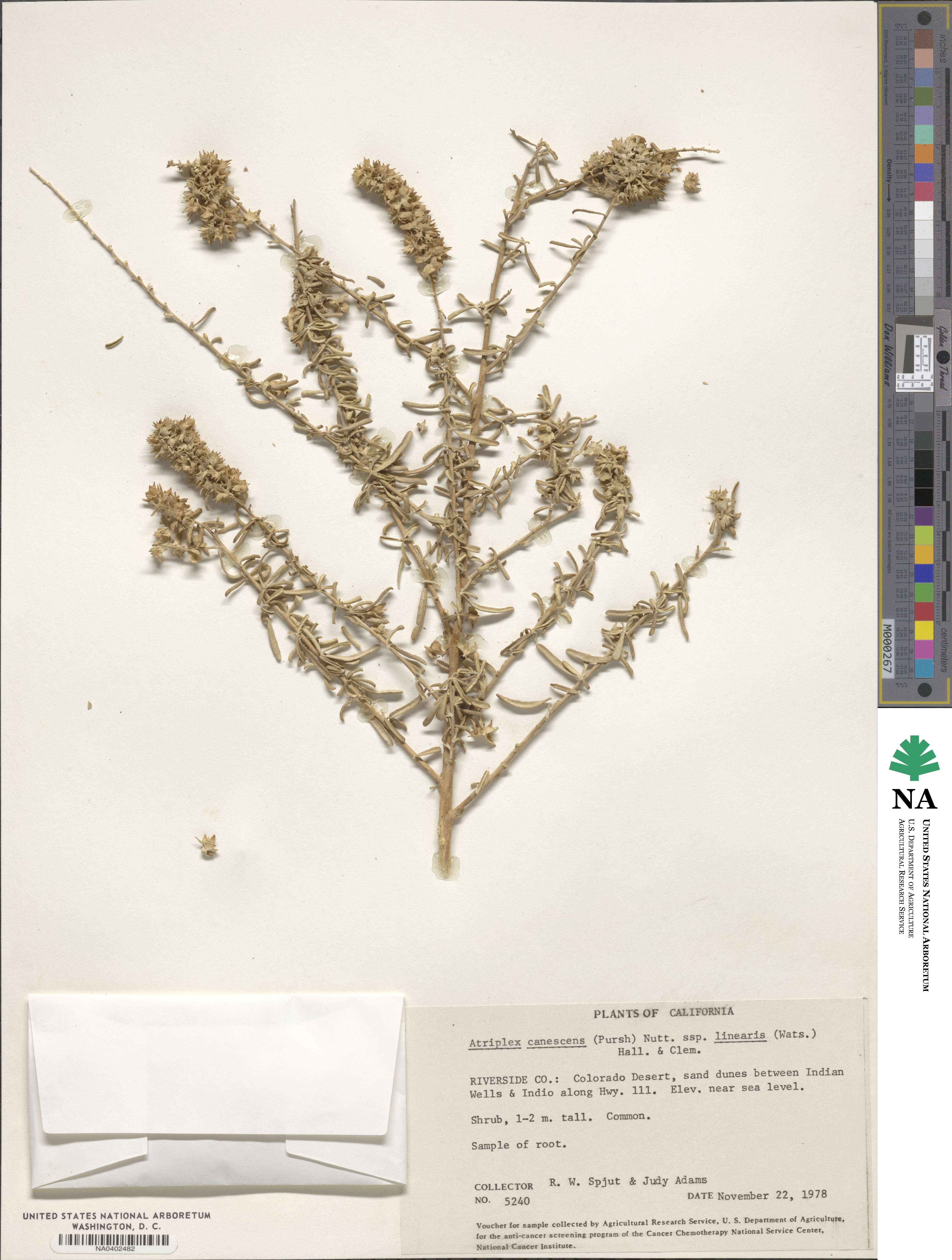 Atriplex linearis image