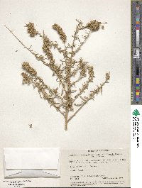 Atriplex linearis image