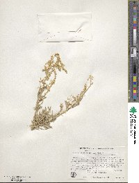 Atriplex linearis image