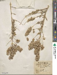 Atriplex linearis image