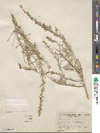 Atriplex canescens image