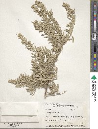 Atriplex canescens image