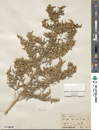 Atriplex canescens image