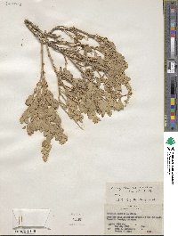 Atriplex canescens image