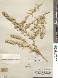 Atriplex canescens image