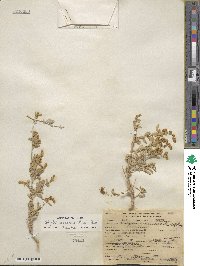 Atriplex canescens image