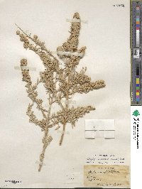 Atriplex canescens image