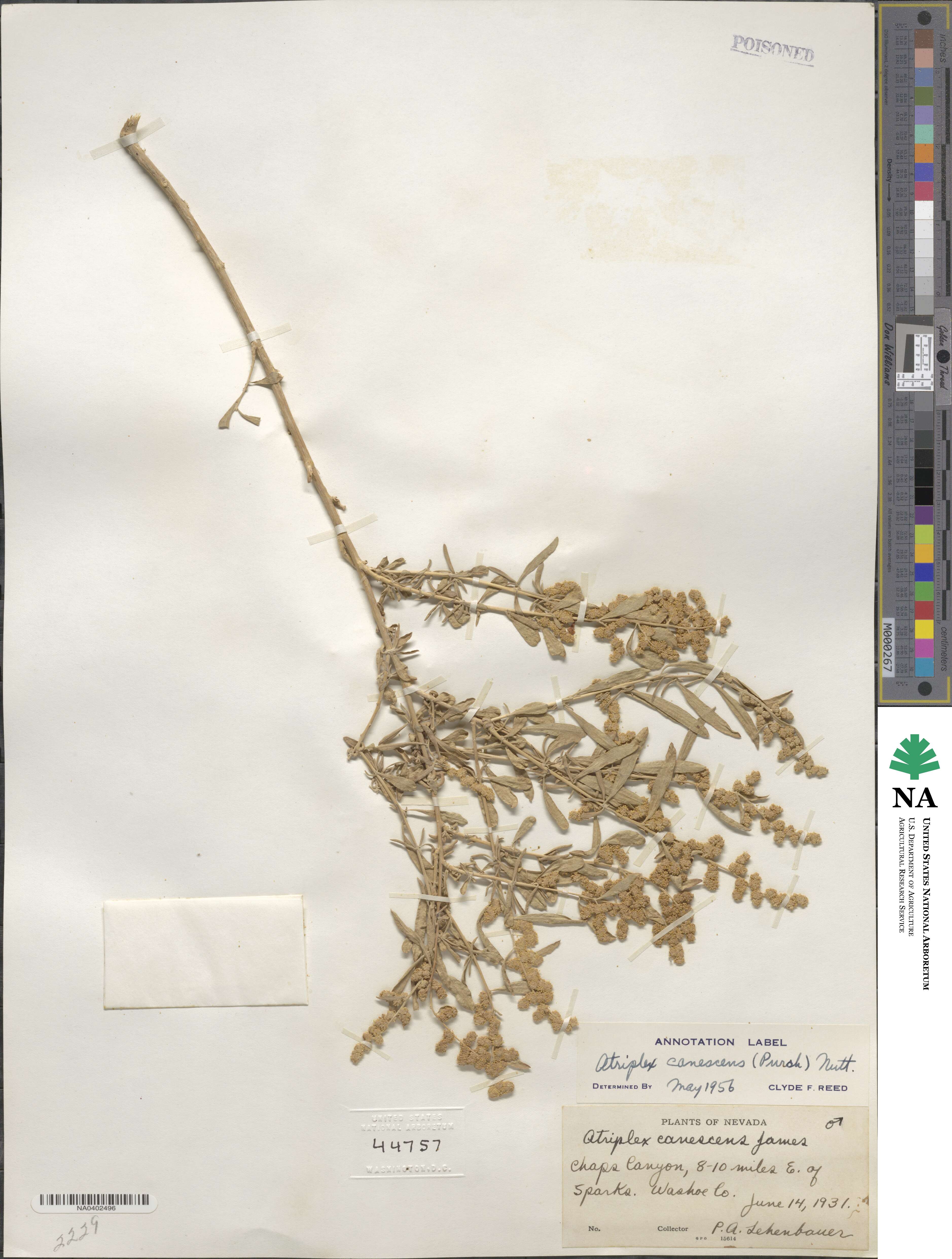Chenopodioideae image