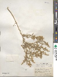 Atriplex canescens image