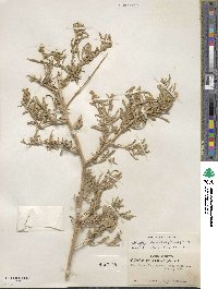 Atriplex canescens image