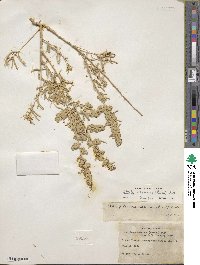 Atriplex canescens image